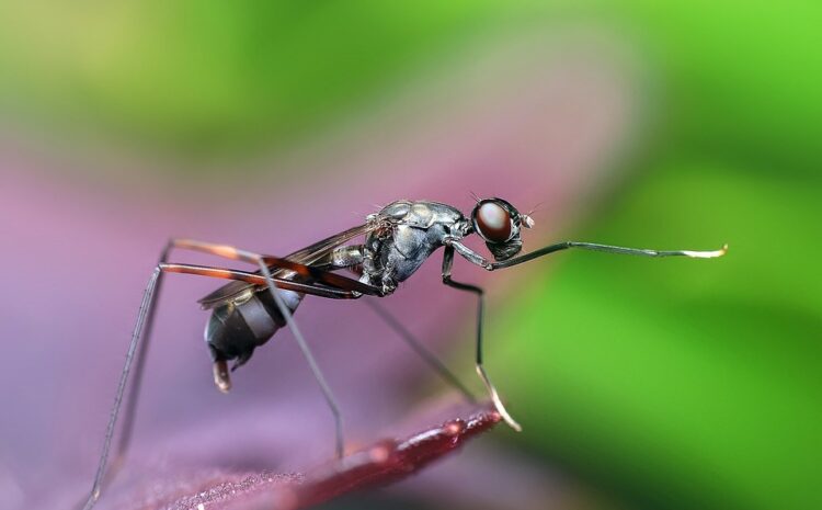  Domowe sposoby na mrówki – jak pozbyć się insektów w naturalny sposób