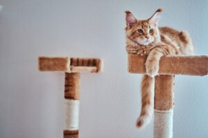 Kotyfikacja – jak stworzyć idealną przestrzeń dla kota?