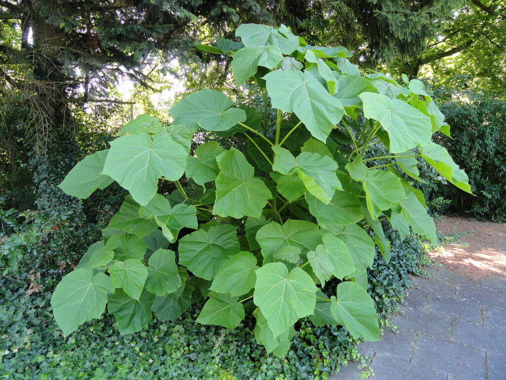 oxytree kwitnienie