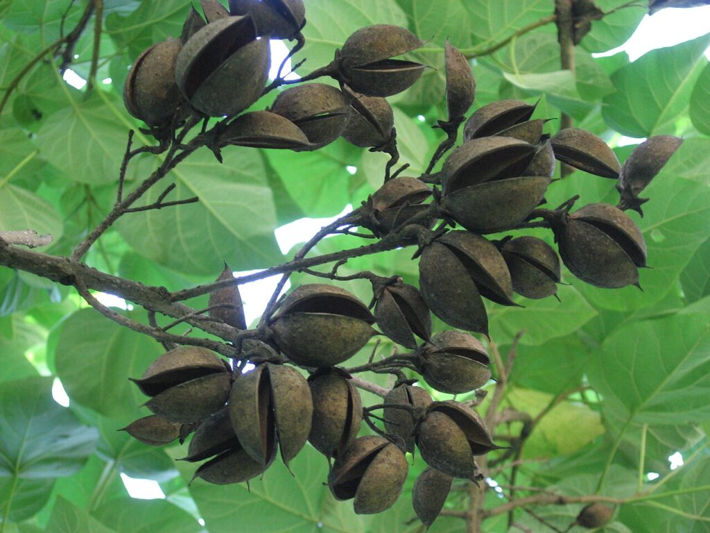 oxytree wady
