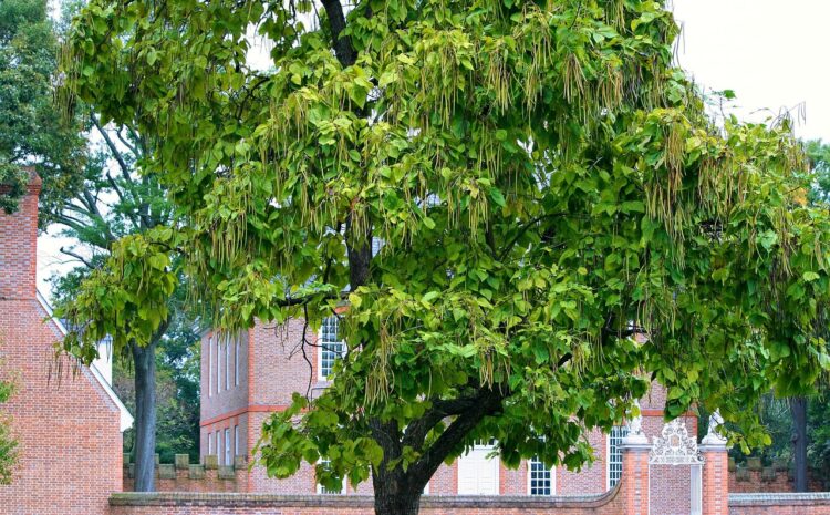 Kiedy przycinać katalpy – najlepszy termin w roku i wpływ pory cięcia na roślinę