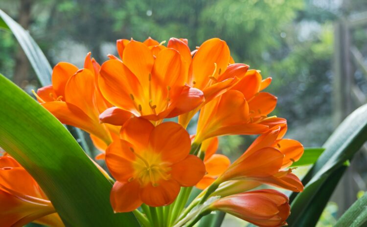  Kliwia w domu: uprawa, kwitnienie i najczęstsze błędy pielęgnacyjne